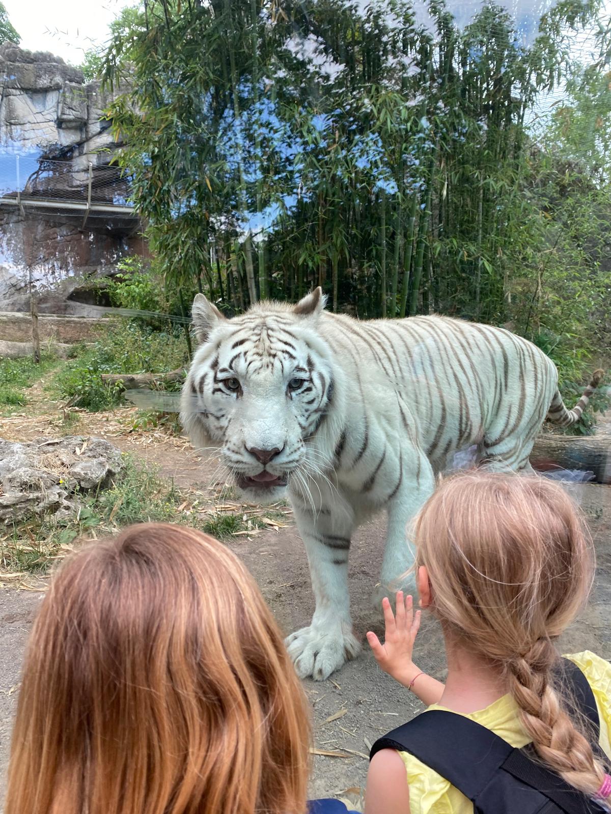 C_estivo_tigre_gladio