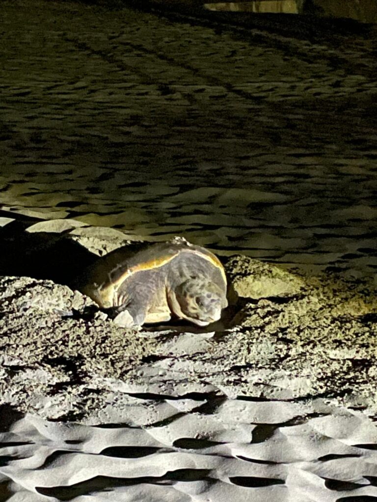 Caretta_Caretta_12_giugno_2025_6