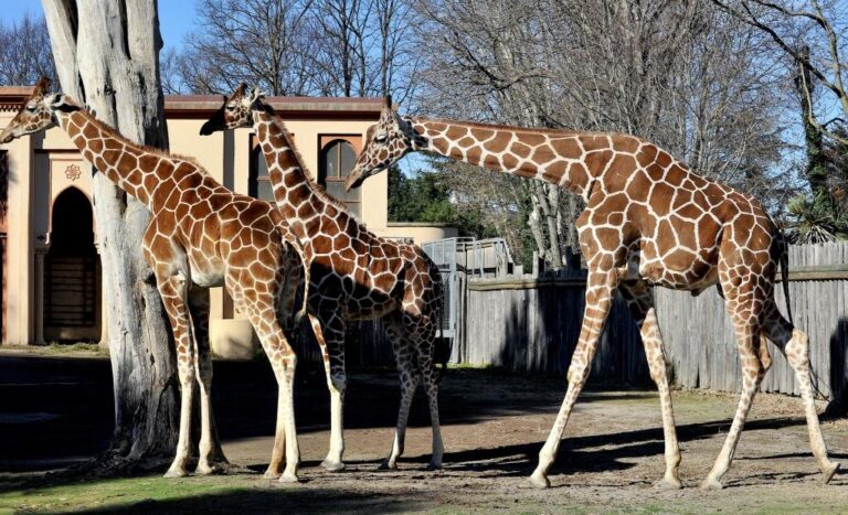 Giraffe