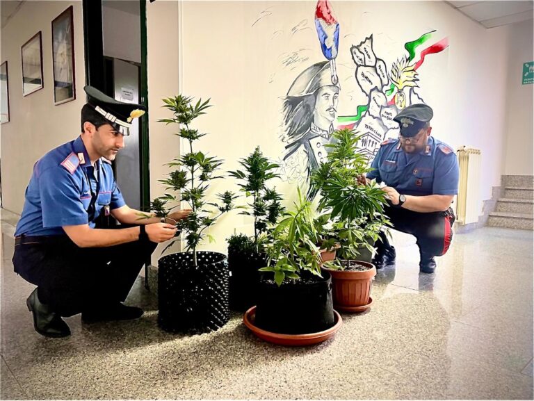 carabinieri terracina piante marijuanna