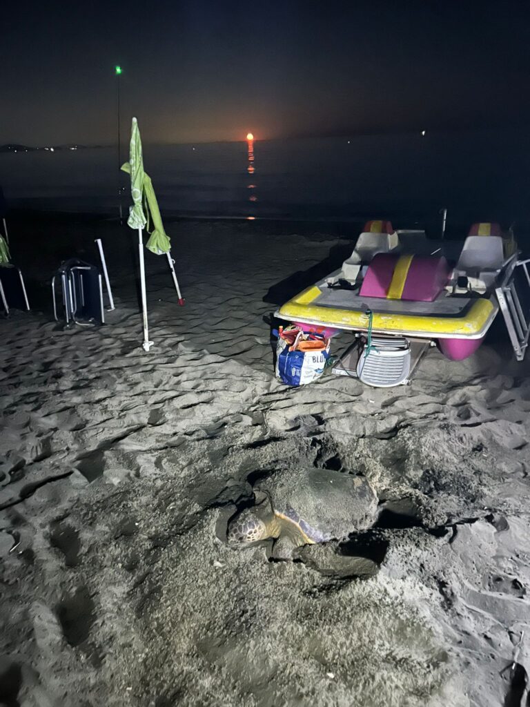 NIDO A TERRACINA 2