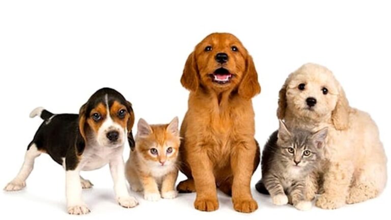 animali-domestici-2