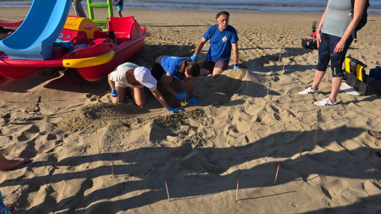 caretta caretta al mami beach (1)