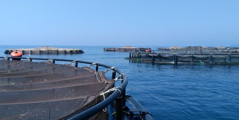 itticoltura-golfo-gaeta