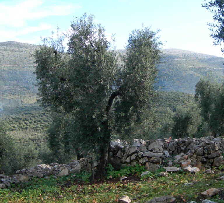 Olivo_ITRANA_ Sonnino